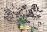 在飛比找Yahoo!奇摩拍賣優惠-[植藝佳]九芎 種子 20g 可育苗 可手作素材 猴不爬 嫁