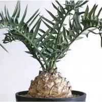 在飛比找蝦皮購物優惠-現貨現發 非洲藍葉鐵樹 Encephalartos horr