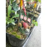 花園植物工坊♥水果苗♥胭脂梅(嫁接)♥4吋盆♥