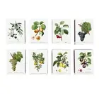Set of 8 Match Boxes FRUITS tree drawing art Vintage Style Matchbox Holder box