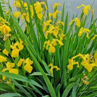 在飛比找蝦皮購物優惠-黃菖蒲 黃鳶尾 水生鳶尾 黃花鳶尾 Iris pseudac