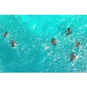 Save 10.01%! One Day Trip to Komodo National Park, using a luxury fast boat