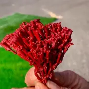 10g Natural orange red Coral Reef Cluster Marine Mineral Crystal Specimen