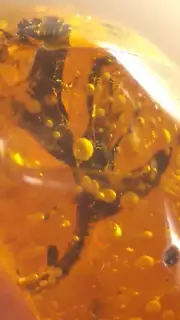 Acacia Sprig in Dominican Amber Fossil Gemstone