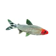 Rummynose Tetra Fish 3.5cm