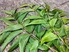 Natural Fresh Dried Neem 20-2000 Leaves Azadirachta Indica Organic From Ceylon