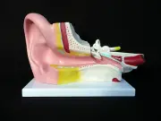 Giant Human Anatomical Middle Ear Model Skeleton - Medical Anatomy