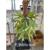 在飛比找蝦皮購物優惠-鹿角蕨孢子，品種 白靈魂 P. white soul