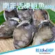 【RealShop 真食材本舖】活凍南非鮑魚 600gx3包組共1800g(高檔食材)