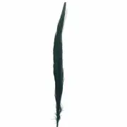 10" to 20" Ringneck Pheasant Tail Feather - Emerald Green