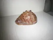 New 1999 4" Conch Sea Shell Candle; Wrapped in Cellophane