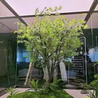 在飛比找Yahoo!奇摩拍賣優惠-仿真青楓樹大型室內外裝飾假樹櫥窗造景綠楓樹雞爪槭楓葉樹