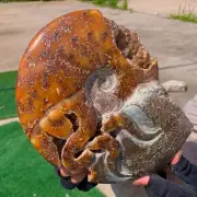3.72LB Rare! Natural Tentacle Ammonite FossilSpecimen Shell Healing Madagascar