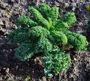 KALE 'Dwarf Blue Curled' seeds