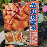 金紅波羅蜜【嫁接苗】約2年產果、J33蜜糖波羅蜜 泰八波羅蜜 泰國紅波羅蜜 泰皇波羅蜜 紅娘 水果苗