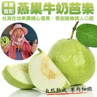 在飛比找PChome24h購物優惠-【小農直配】燕巢牛奶珍珠芭樂(10斤±10%)