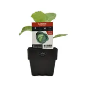 100mm Cabbage Sugar Sweet - Brassica oleracea hybrid F1