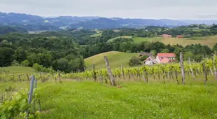 Weingut - Gastezimmer Resch Ludwig vlg. Powoden