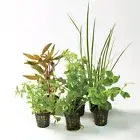 Aquarium Plants 5 Pack - 5cm Pot Value Pack - Live Plant