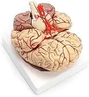 CHROX PVC 1:1 Life Size Model of Human Brain with Arteries Anatomical Medical Anatomy Model School Educational Medical Study,PVC