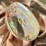 Mother of Pearl Shell