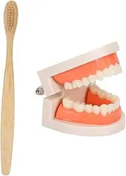 MUCKLILY 2 Sets Wooden Toothbrush Kids Educational Model Fake Dentures Care Toy Set
