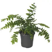 120mm Macho Fern - Nephrolepis biserrata