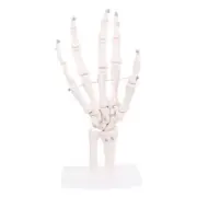 Hand Joint Anatomical Skeleton Model Human Medical Anatomy Study Tool Life Size