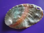 Sea Shell Seashells 2.9" Red and Green Polished Abalone Shell