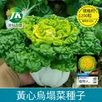 【原裝1200粒】黃心烏塌菜種子黃心菜菊花茶雪里金花菜四季播種盆栽地栽好養特色蔬菜種子