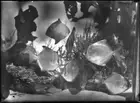 NSW Silver Bat fish commercial batterfish Taronga Park Zoo Sydne - Old Photo