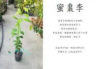 在飛比找Yahoo奇摩拍賣-7-11運費0元優惠優惠-心栽花坊-蜜棗李/李子品種/嫁接苗/水果苗/售價180特價1