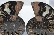 9723 RARE 1in100 BLACK Ammonite PAIR Deep Crystals 110myo FOSSIL LRG 126mm 5.0"