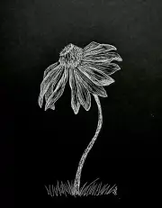 Original Pen Ink Daisy Flower Nature Black White Drawing Crossley Art Sketch