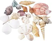 FONDOTIN Natural Aquarium Decorations Large Conch Shells for Fish Tank Landscaping Unique Decor for DIY Projects and Mediterranean Style