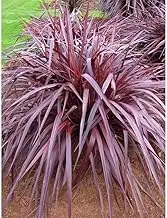 10+ Purple Cordyline Tree Seeds for Home Gardening and Planting Seeds