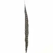 20" to 30" Lady Amherst Pheasant Side Tail Feather - Grey