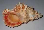 97 mm GREAT PATTERN Bursa Rubeta Frog Seashell #AB1 From Tamil Nadu
