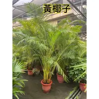 在飛比找蝦皮購物優惠-黃椰子高度120-130公分左右一棵特價750元。大盆栽一棵