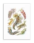 43RD PLATE ERNST HAECKEL KUNSTFORMEN DER NATUR NUDIBRANCH Canvas art Prints