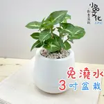 【小品文化】綠精靈【現貨】3吋雪胖免澆水盆栽 室內植物 室內盆栽 懶人盆栽 水培植物 水培盆栽 室內盆栽 觀葉植物