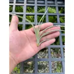 空氣鳳梨-噴泉交卡比他他多明尼加 TILLANDSIA EXSERTA X CAPITATA 'DOMINGENSIS'