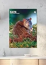 Rats Calendar 2026