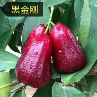 新品黑糖芭比蓮霧種子果樹種子大葉紅果種子黑珍珠飛彈黑金剛蓮霧種子四季播種  花卉種子