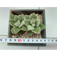 在飛比找蝦皮購物優惠-多肉 仙人掌 植物 Kalanchoe 景天科伽藍菜屬 兔耳