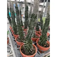 在飛比找蝦皮購物優惠-🌵地獄魔針Alluaudia montagnacii多肉植物