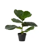[James Lane] Fiddle Plant Potted - 42cm x 30cm x 40cm