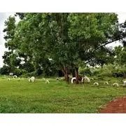 Our Native Village