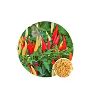 Chilli Fiesta - Seed Packet - Organic Seeds - Spring - Summer