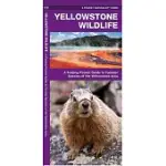 YELLOWSTONE WILDLIFE: AN INTRODUCTION TO FAMILIAR SPECIES OF YELLOWSTONE AREA